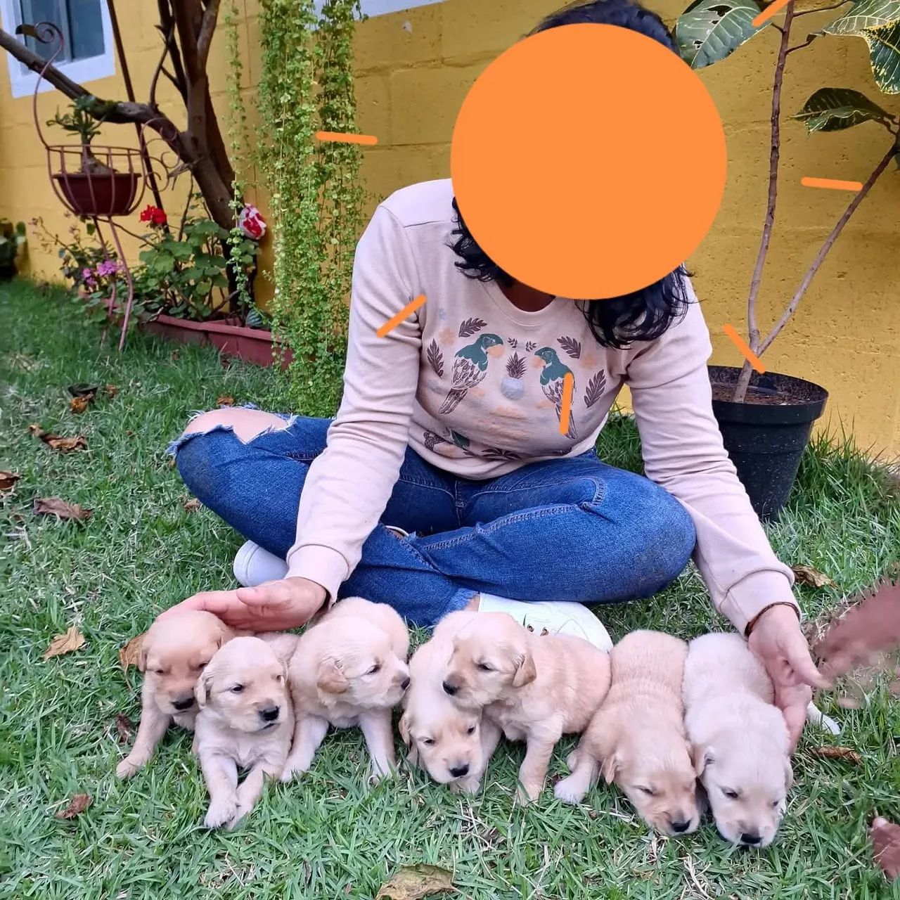 Filhote de Golden retrievier com pedigree e micro chip 