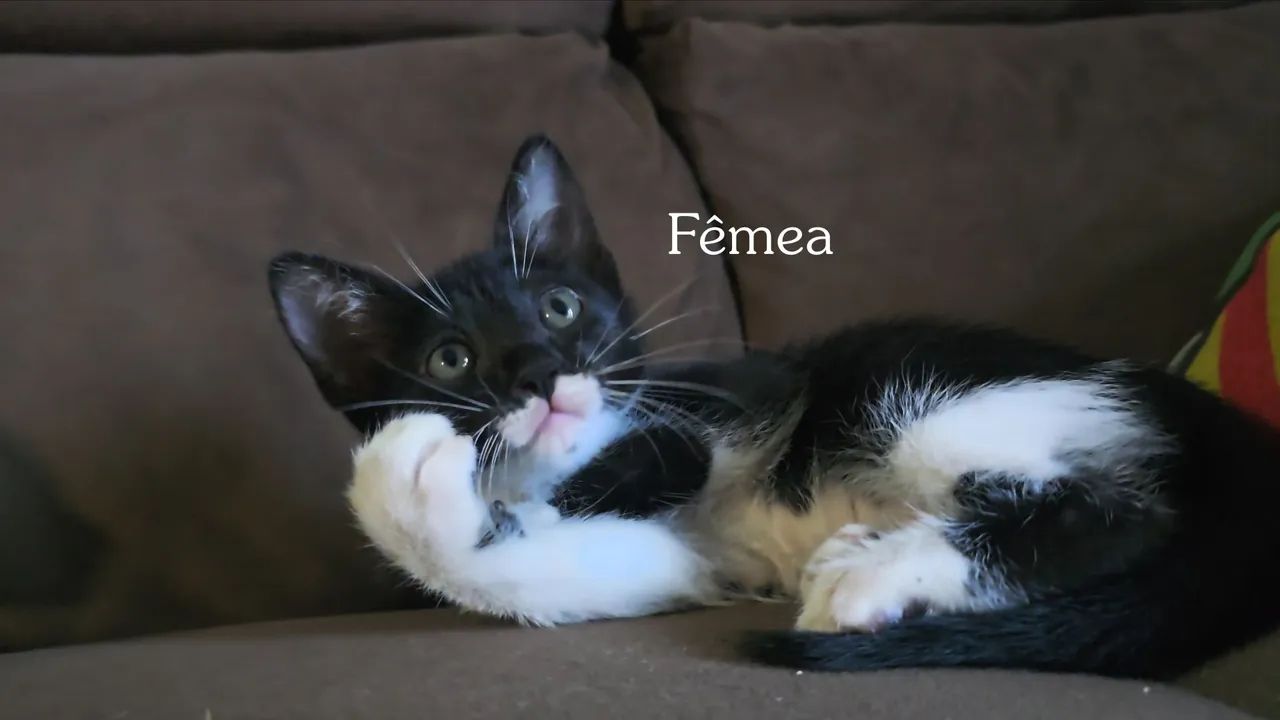 Doação de gato - Foto 3