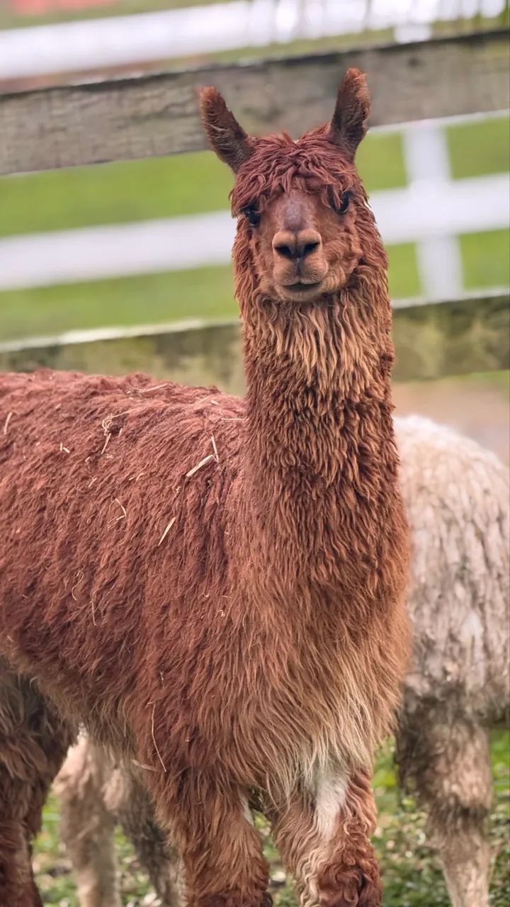 Alpaca peruana  - Foto 5