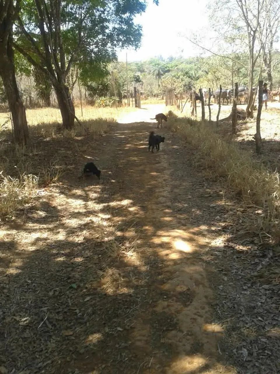chacara - Foto 2