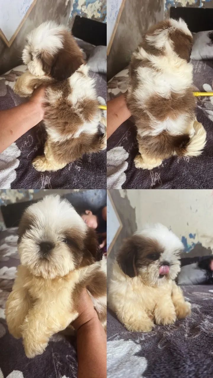 Vendo filhote de shitszu macho vermifugado vacina em dias mt ? 