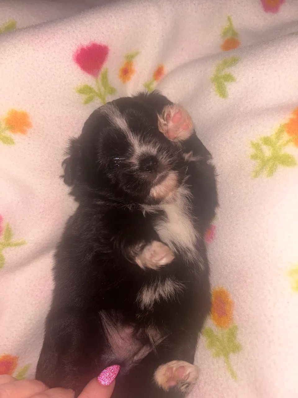 Cachorro  - Foto 4