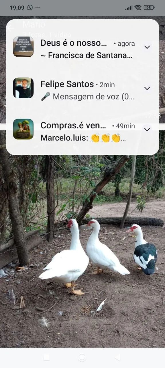 Terno de pato - Foto 2