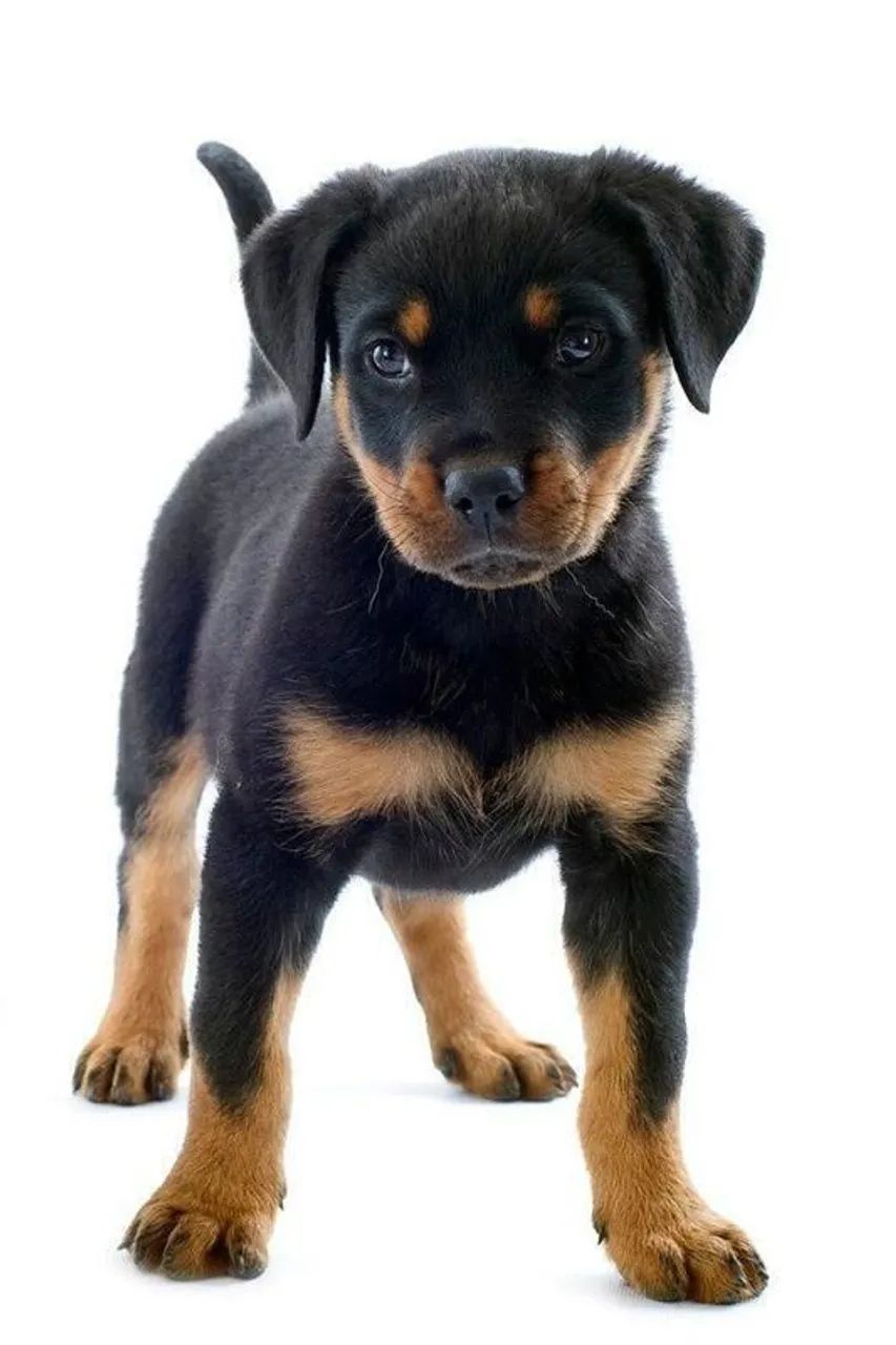 Preto e canela Rottweiler 