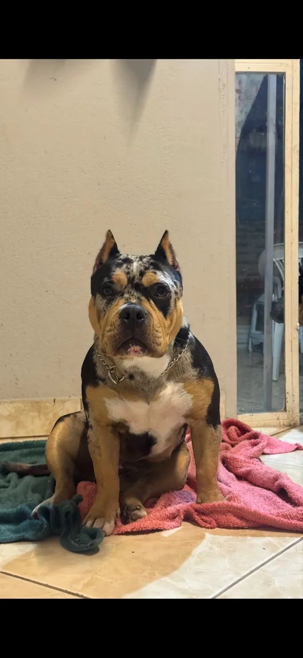 American Bully  - Foto 3