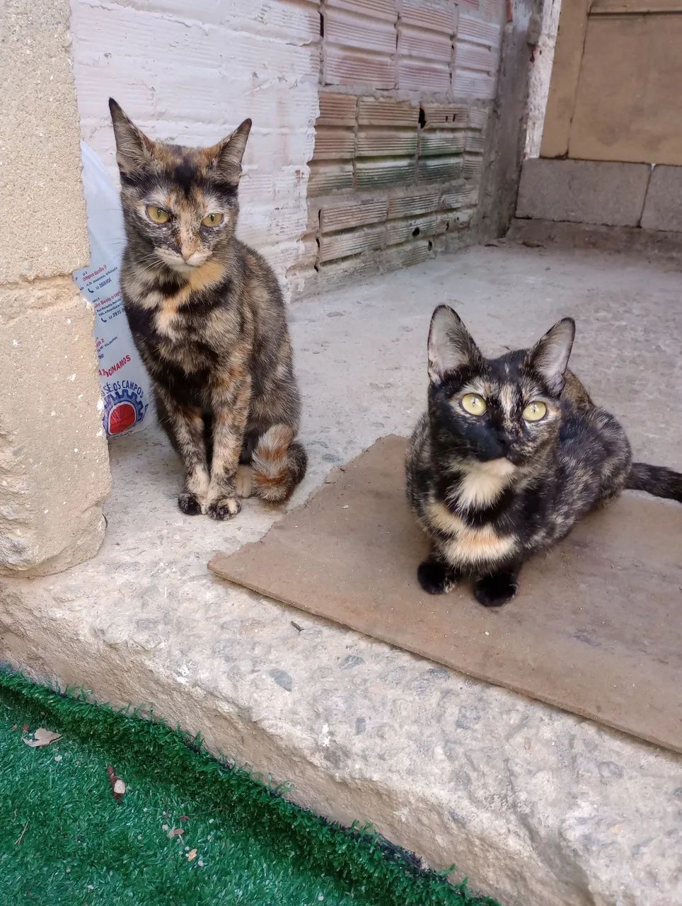 Adoção de gatas (Leia o anúncio)