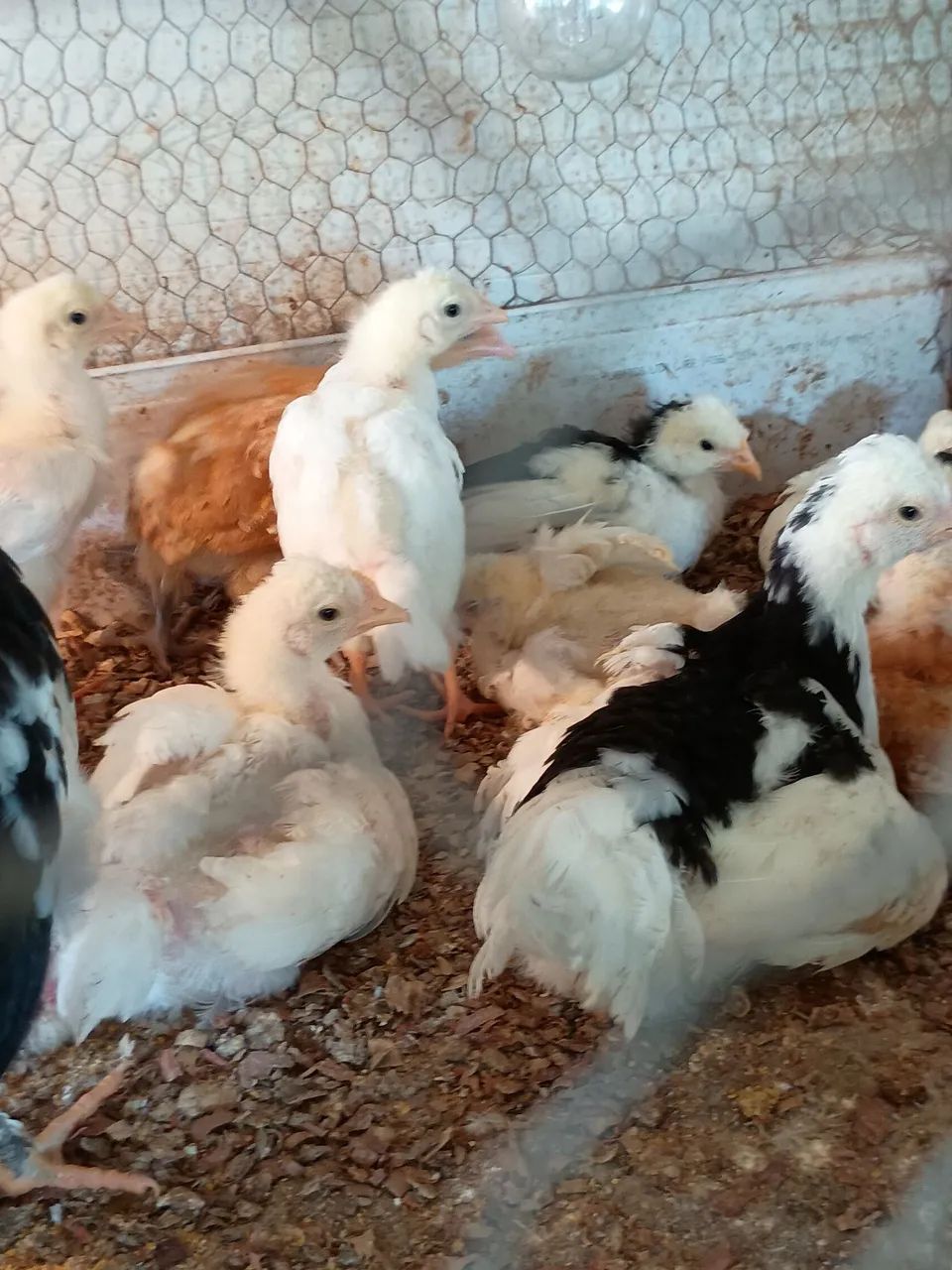 Vende se pintinhos de GSB balão  - Foto 2