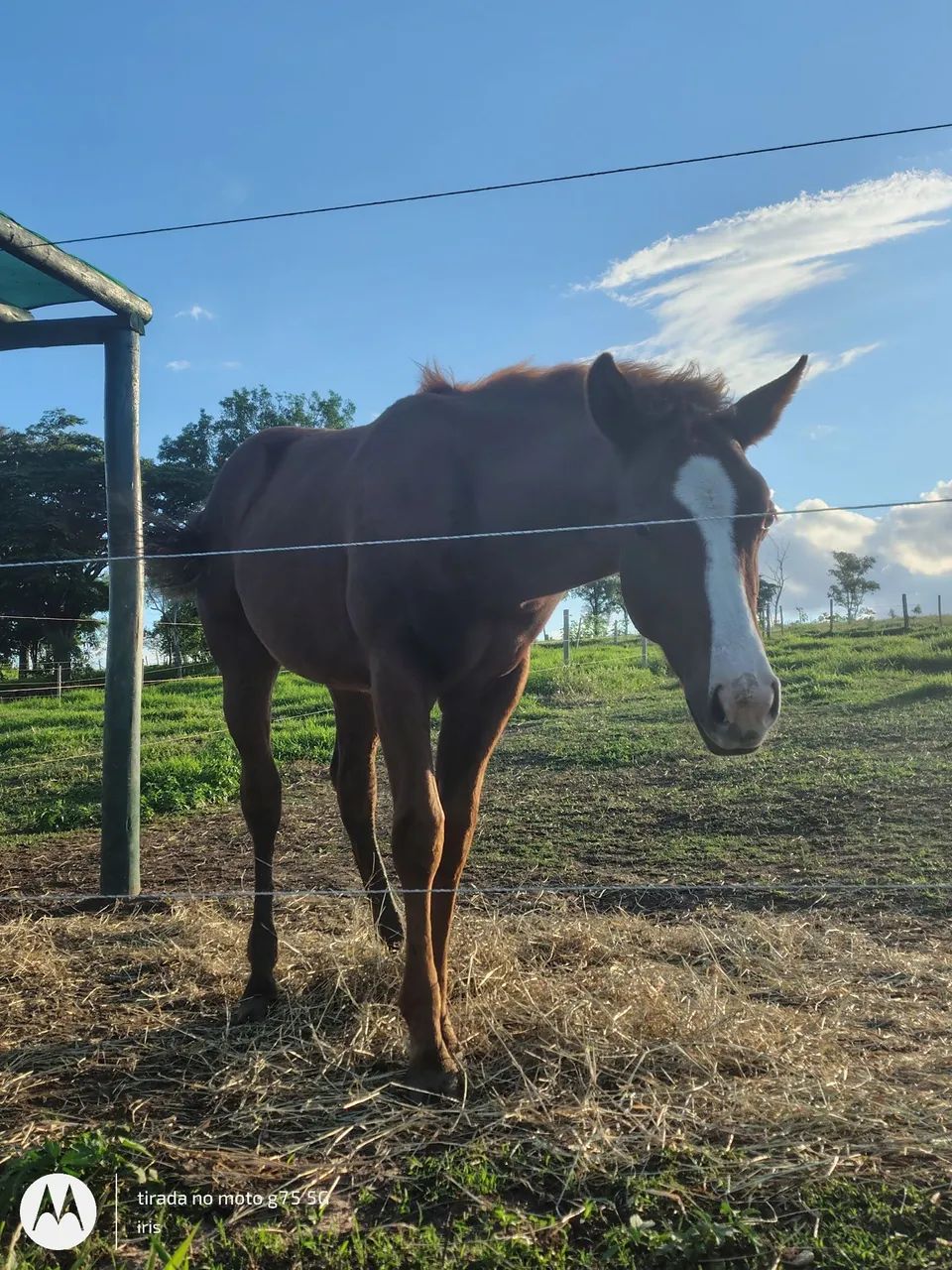 Vendo potro QM 6 meses