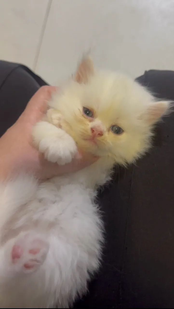 Gato persa 
