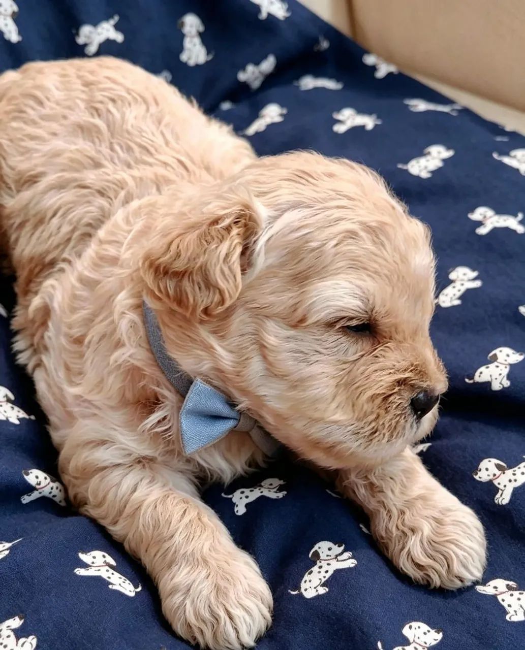 Shih-poo  - Foto 2
