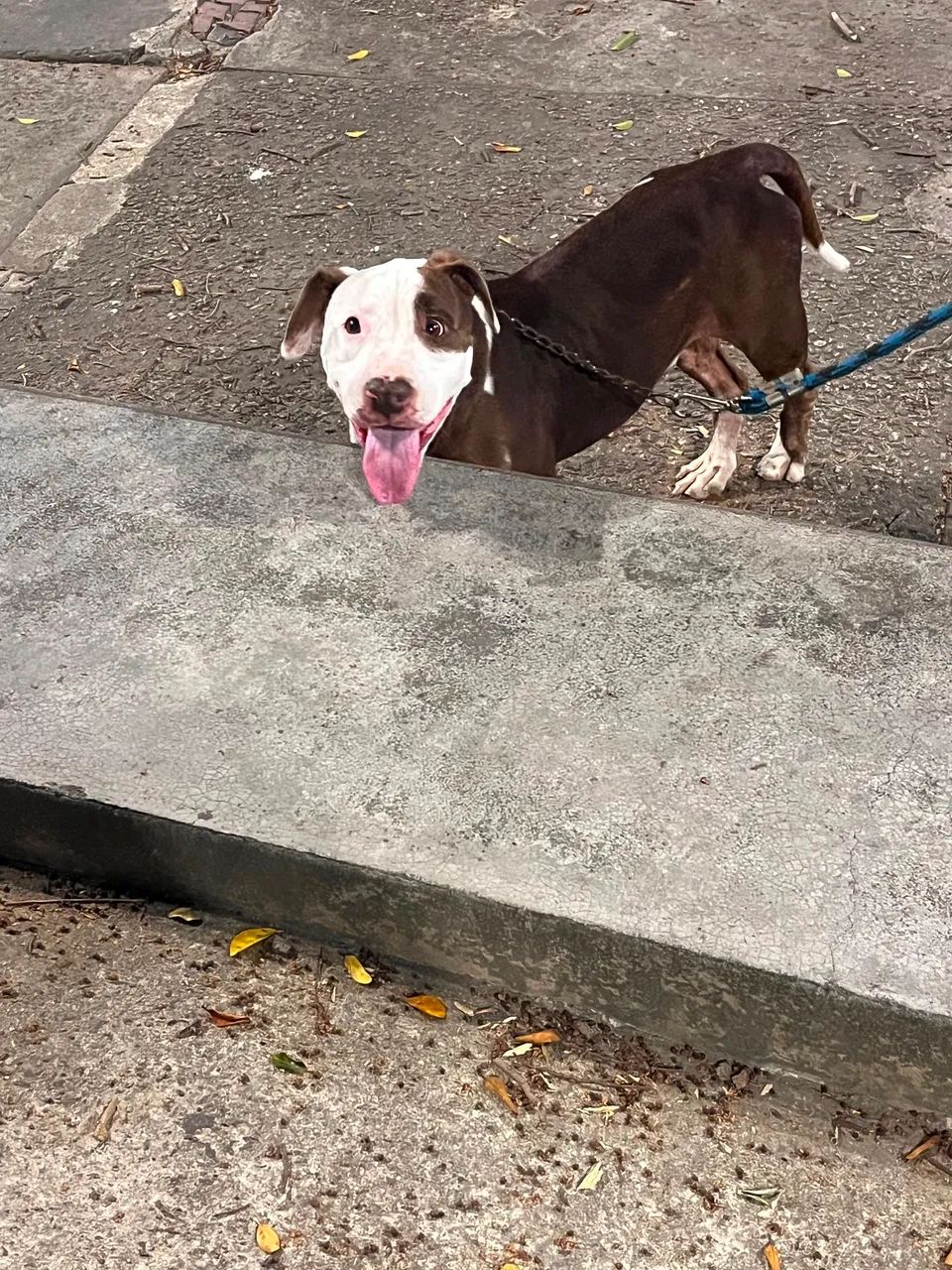Adoção de cachorro pitbull - Foto 5