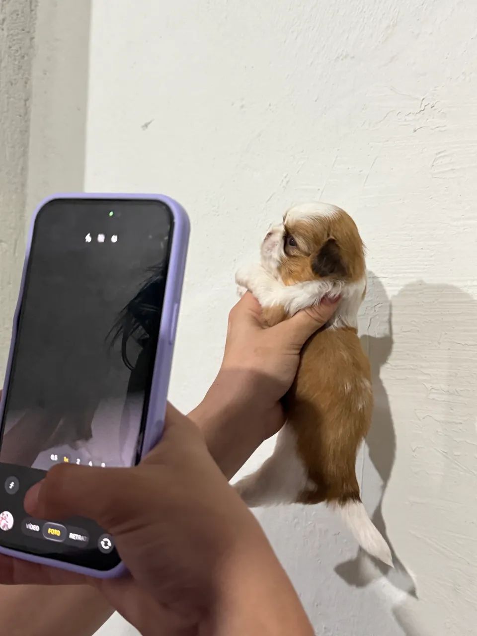 Shihtzu filhote ( macho )