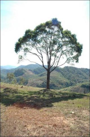 Sítio -fazendinha 45 Ha - Foto 3