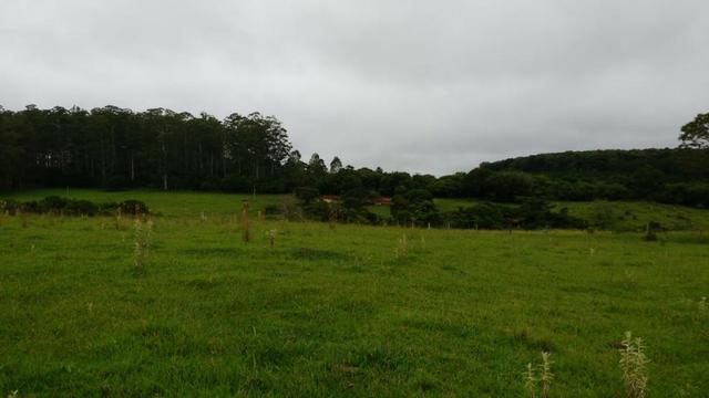 Otima fazenda com 73 alqueires na regiao de itapetininga - Foto 3