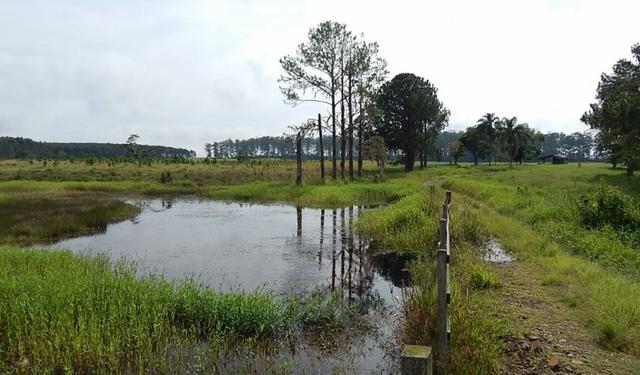Otima fazenda com 73 alqueires na regiao de itapetininga - Foto 16