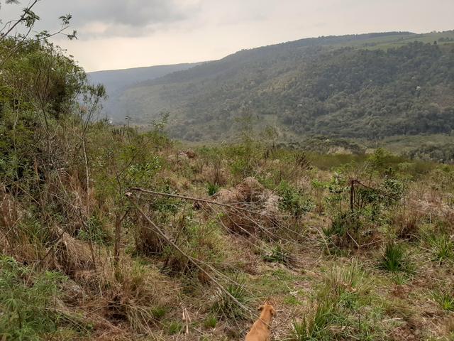 Fazenda de 100 Alqueires. 70 de capoeira - 16 km da Colônia Vitória. Guarapuava PR - Foto 17