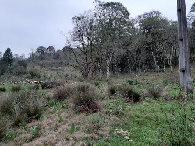 Chácara de 39 Alqueires. 18 de pasto - 26 km da Colônia Vitória . Guarapuava PR - Foto 13