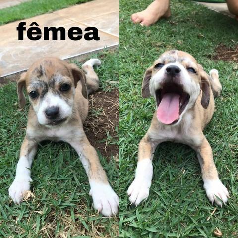Filhotes para adoção - Foto 3