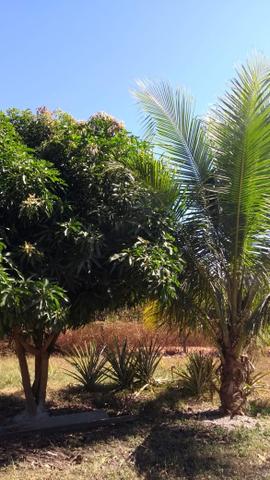 Chácara em (barão de melgaço a venda ) - Foto 10