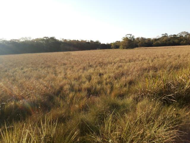 245 Ha Pecuaria Piscicultura Lazer Beira Rio Proximo Cuiaba Santo Antonio MT - Foto 5