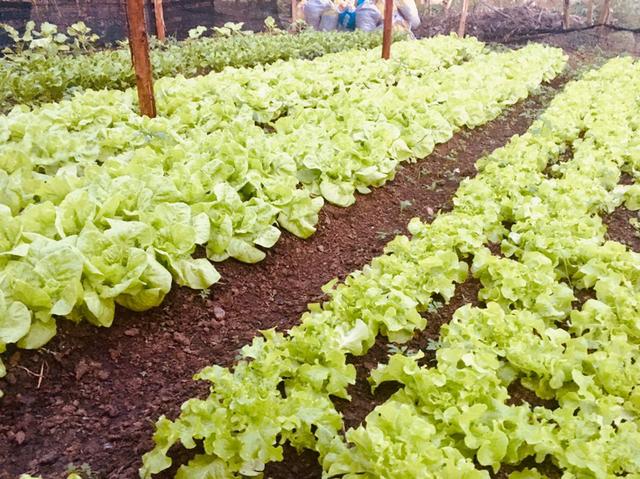 VENDA de alface/rúcula/chicória orgânico ? - Foto 3