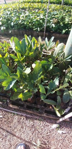 Mudas Nativas do Cerrado ( reflorestamento) - Foto 2