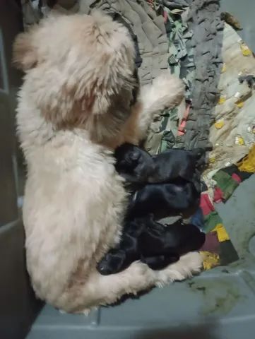  Filhotes de Lhasa Apso - Foto 4