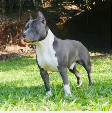 American staffordshire 2024 terrier olx