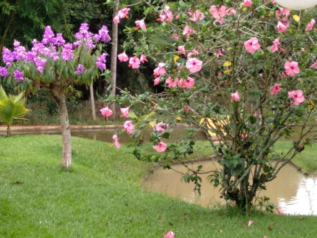 Oportunidade para você adquirir  - Foto 4