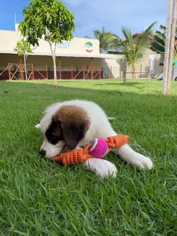 160+ São Bernardo Cachorro 2 fotos de stock, imagens e fotos