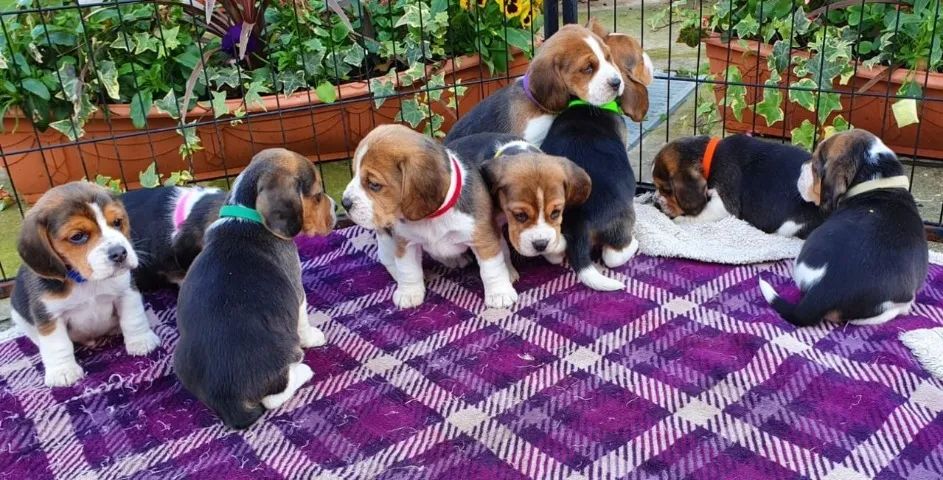 Beagle filhotes lindos, entregamos na sua residencia 
