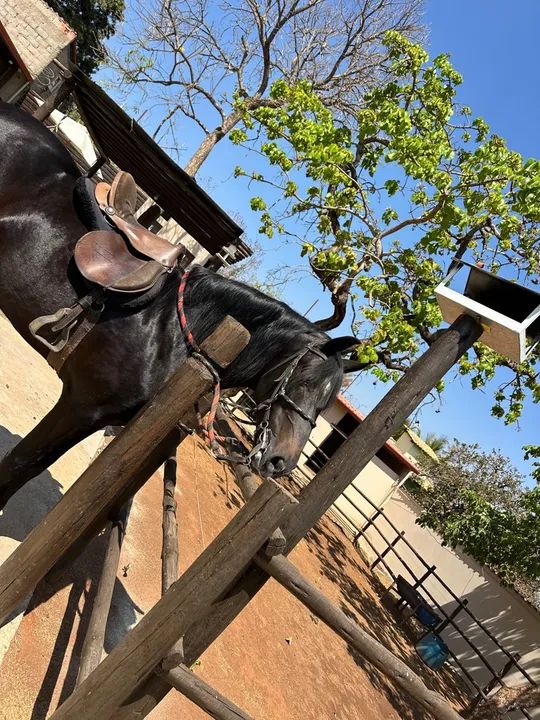 Cavalo preto manga larga - Foto 4