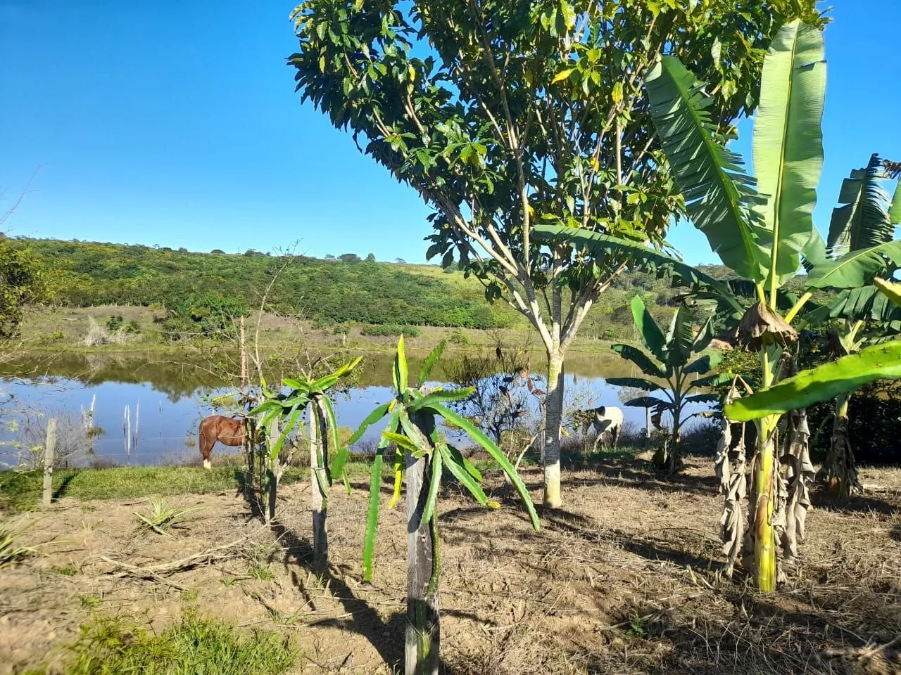 Fazenda 103 alqueires. R$90.000 o alqueire.