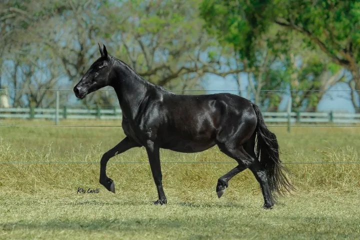 Cavalos Mangalarga Marchador, puro sangue, registrados e chipados-Parcelamos - Foto 3