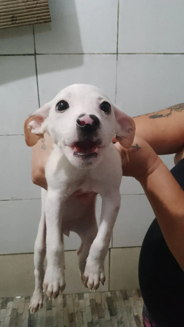 Adoção Responsável, Pet Fêmea.