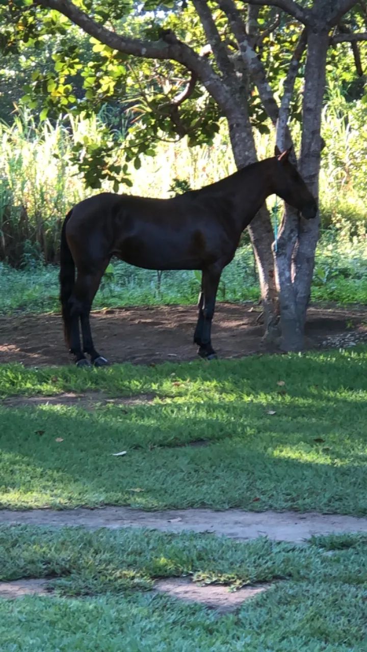 ÉGUA CASTANHA