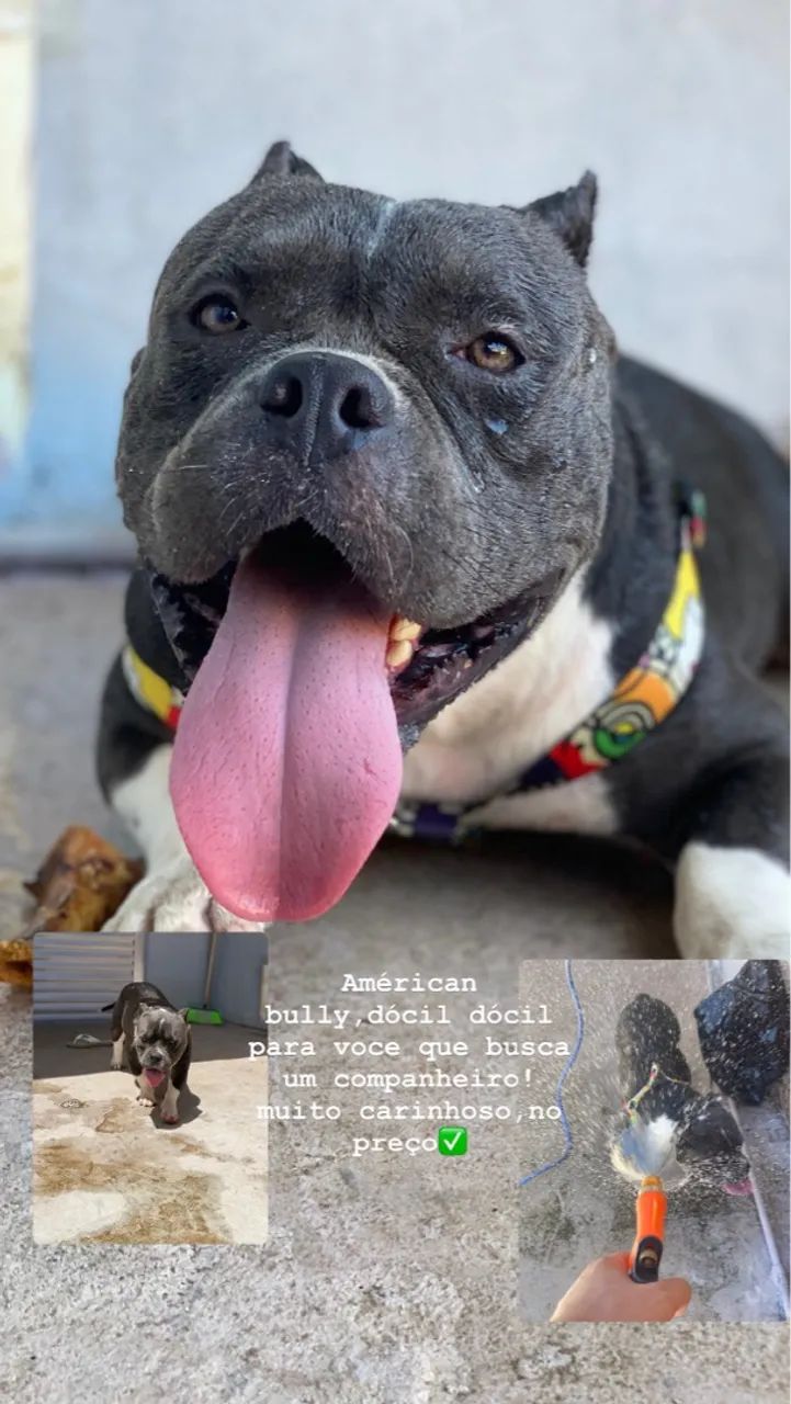 Filhote American Bully