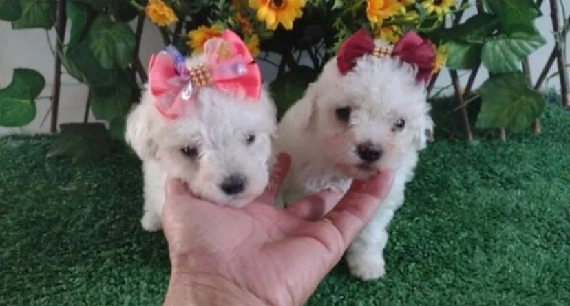 Poodle para te iluminar agora 