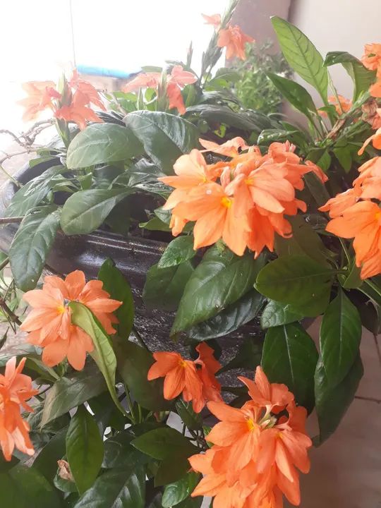 Planta de Jardim com Flores Laranjas - Foto 3