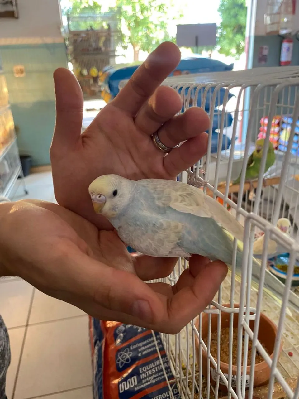 Pet filhote