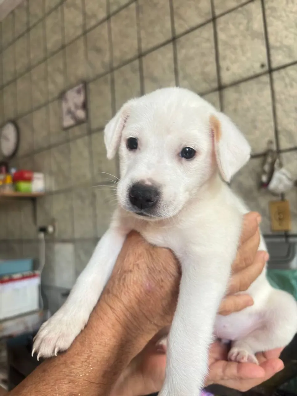Doação duas cachorrinhas irmãs
