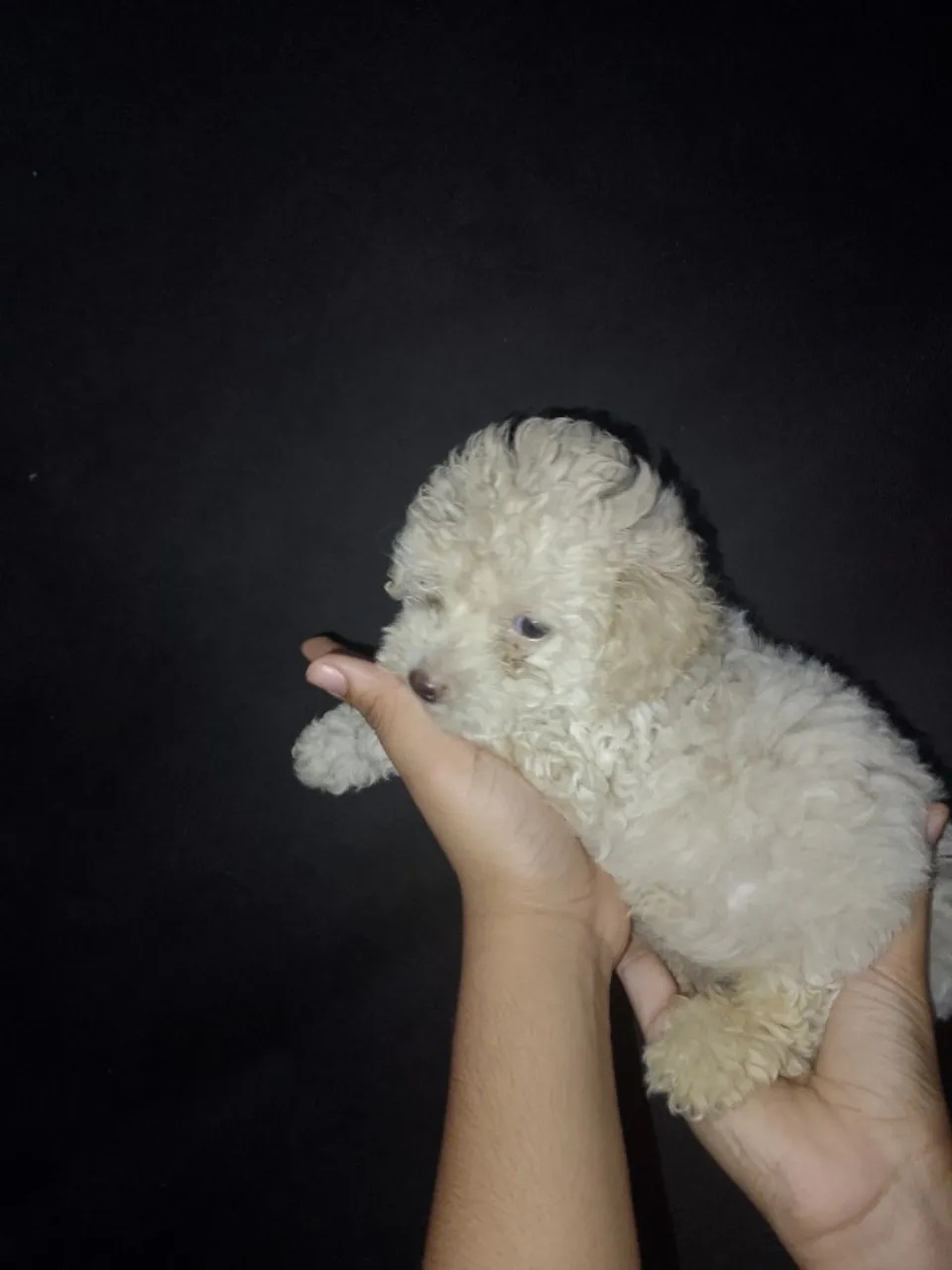 Vendo um cachorrinho poodle,de dois a três meses, já vermifugado,500 reais,