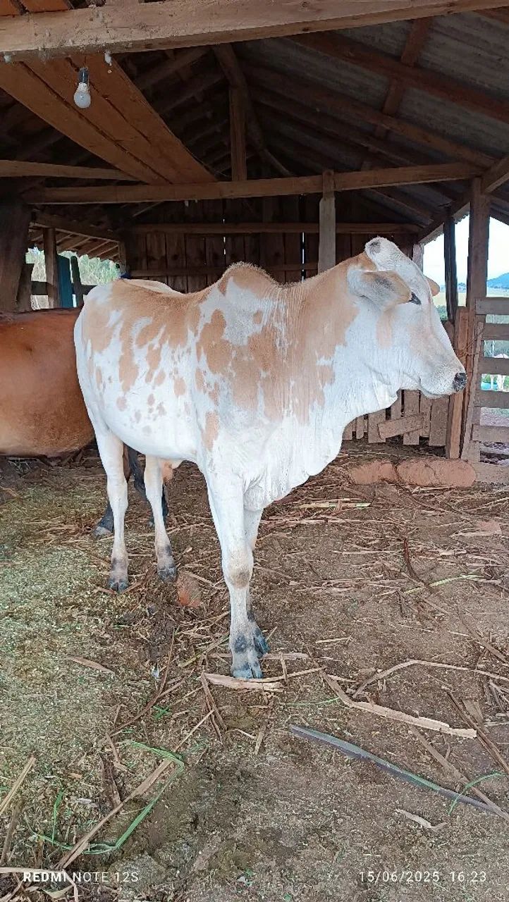 Tourinho,boi - Foto 3