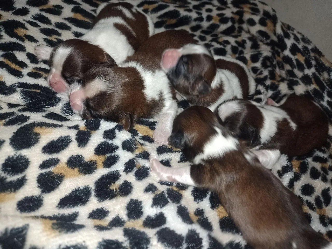 Filhotes Shih Tzu bebês super fofos e fofas para reservas 
