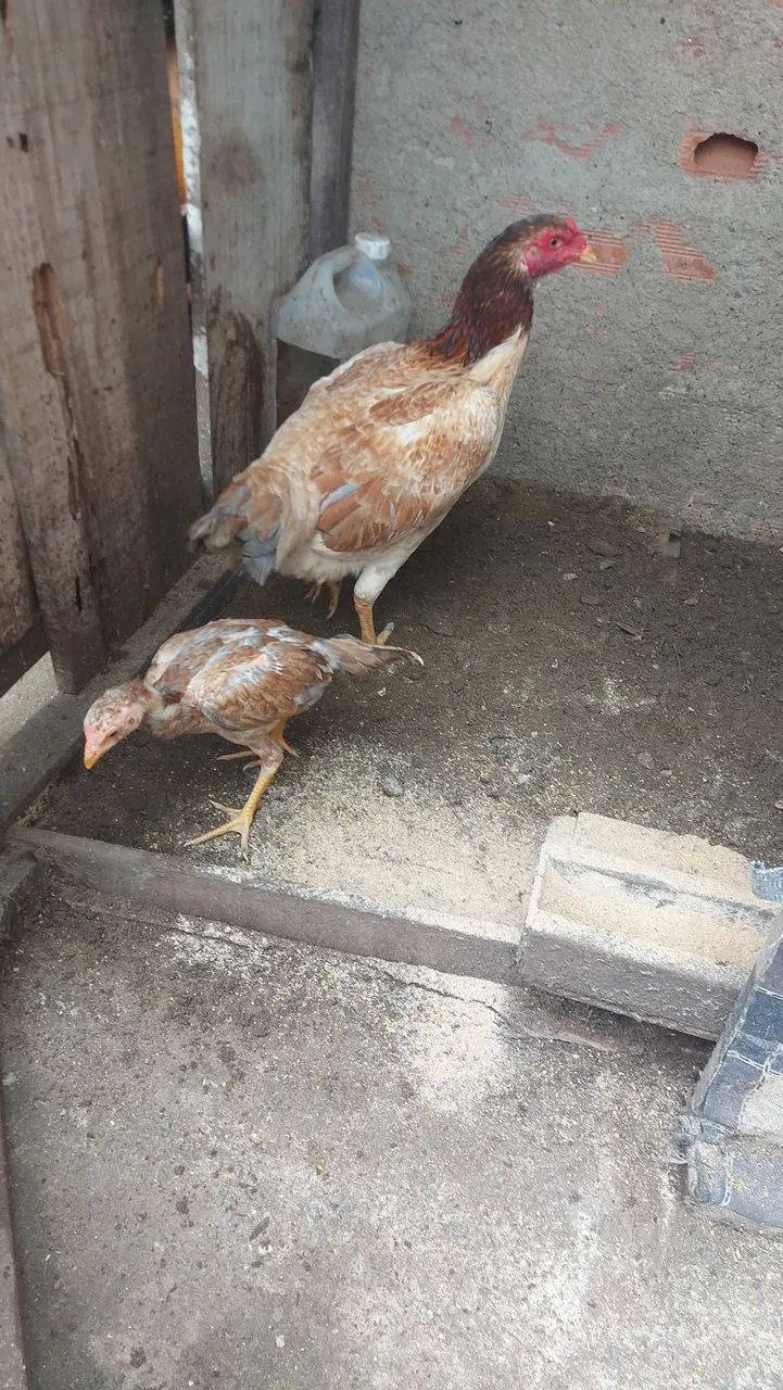 Vendo galinhas  100 reais cada 