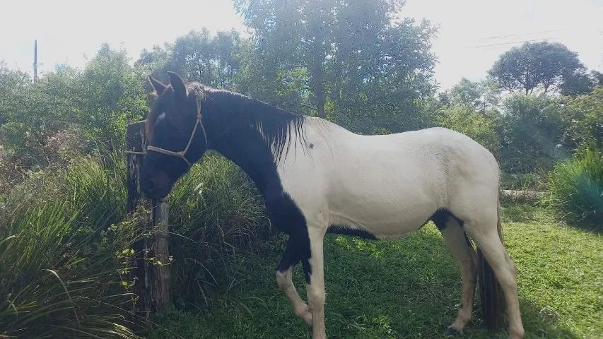 cavalo MANGALARGA MARCHADOR REGISTRADO - Foto 5