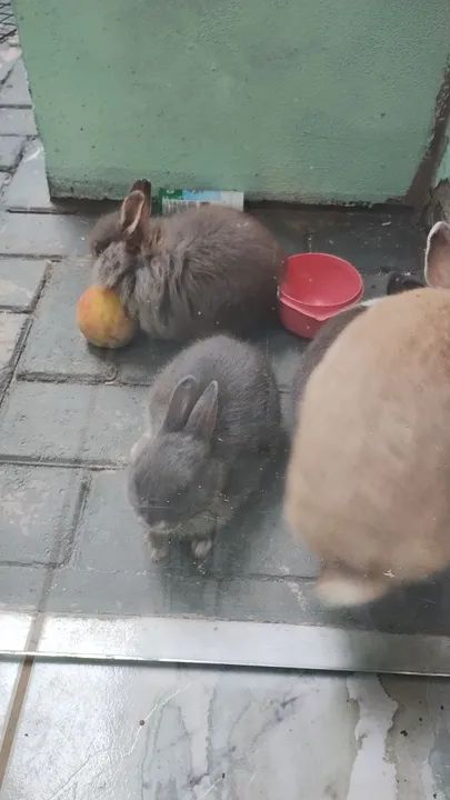 Mini coelho  - Foto 3