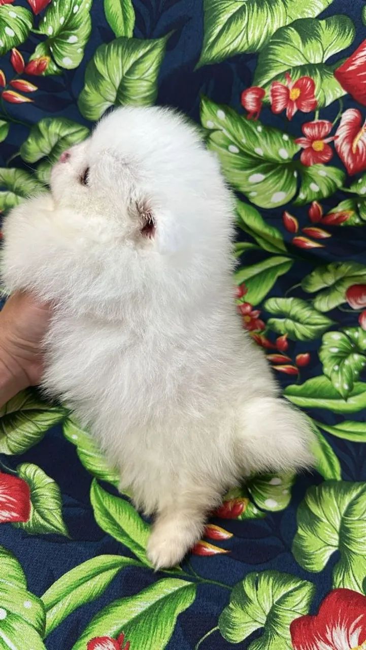 Spitz Alemão Anão Macho Disponível!! Lindo Ursinho. - Foto 2