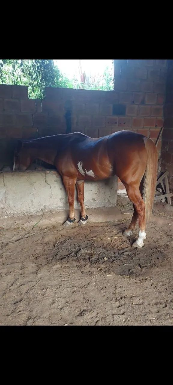 Cavalo Paint Horse, Manso de direita a venda. - Foto 2