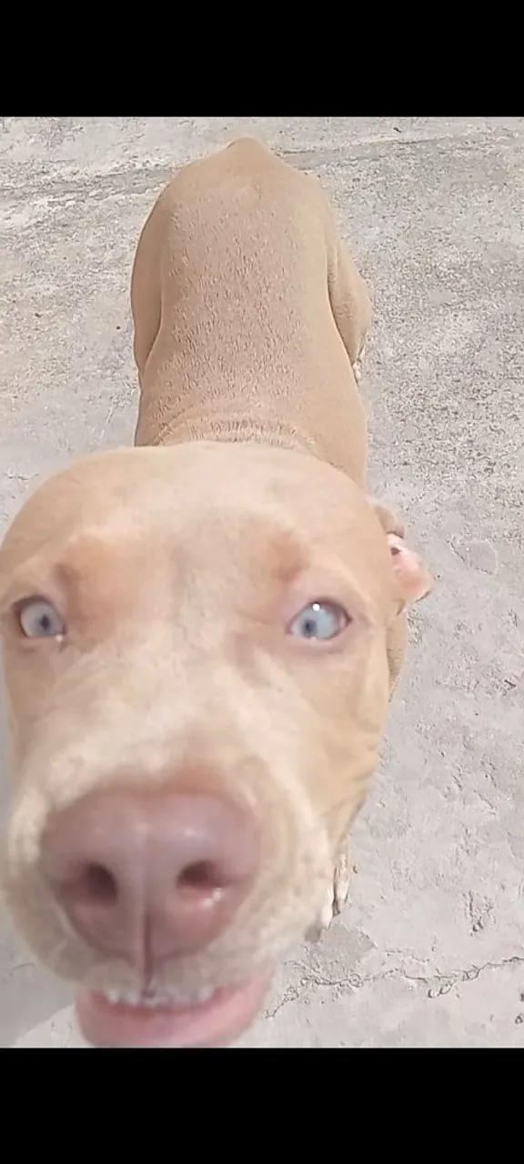 Pitmonster Fêmea 